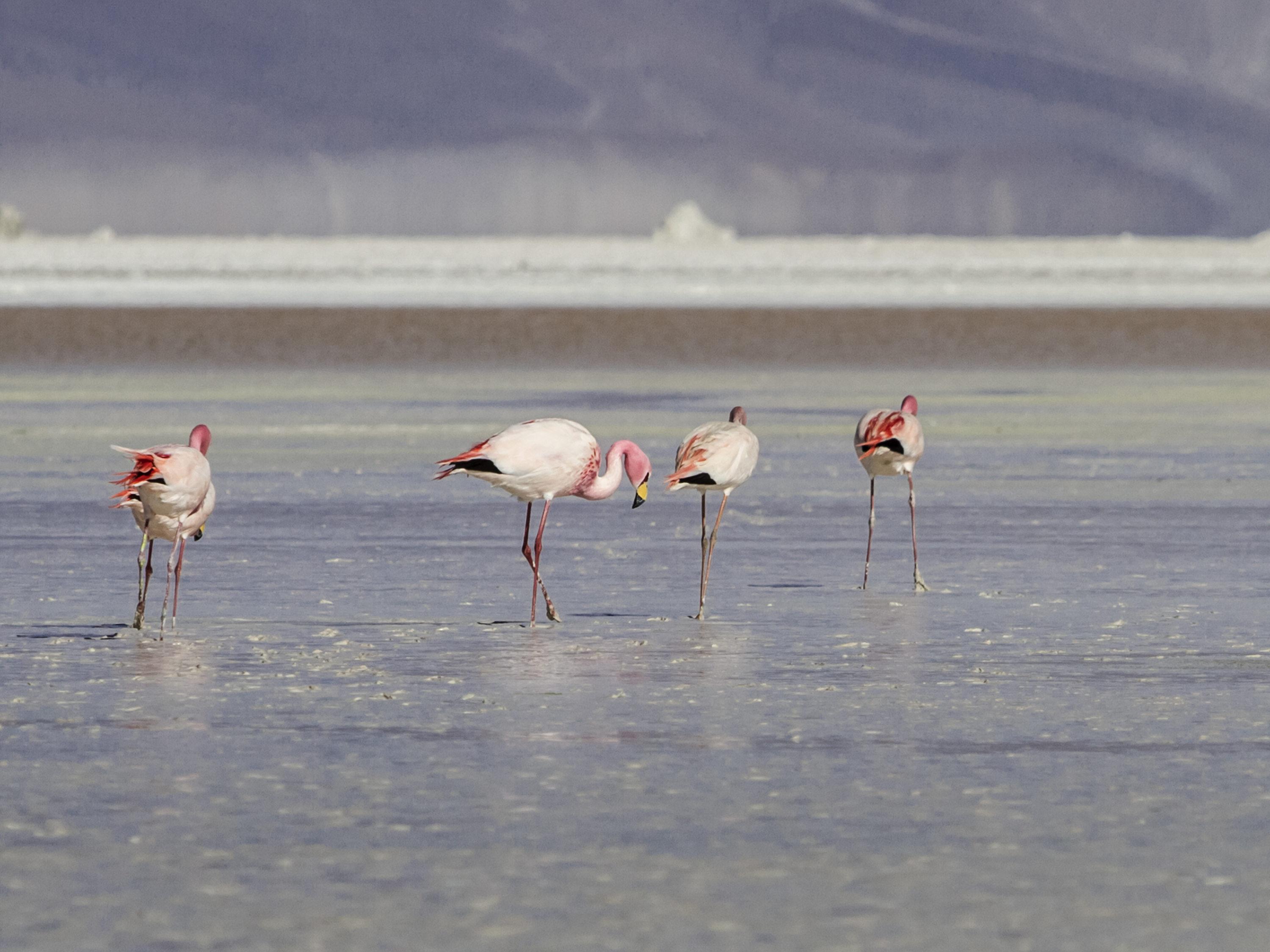 Ibis Calama Zewnętrze zdjęcie